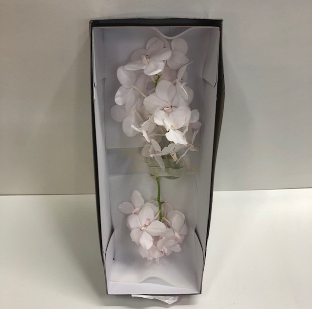Vanda tayanee diamond white.jpg